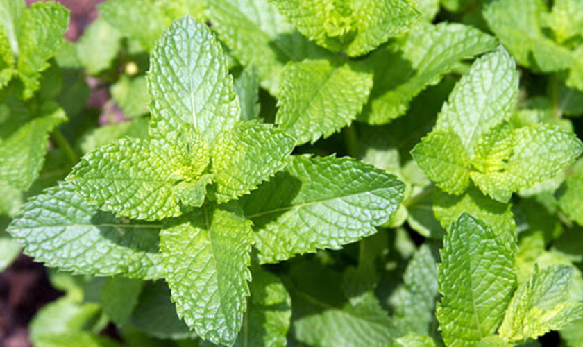 Peppermint has many uses in pain relief