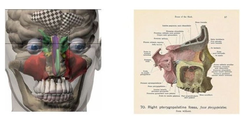 Figure 1: 3D images of the nasal cavity [7] Figure 2: The bone of the skull [12]