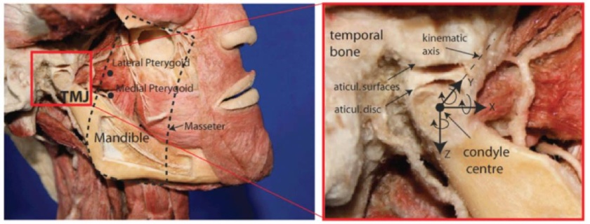 masticatory system