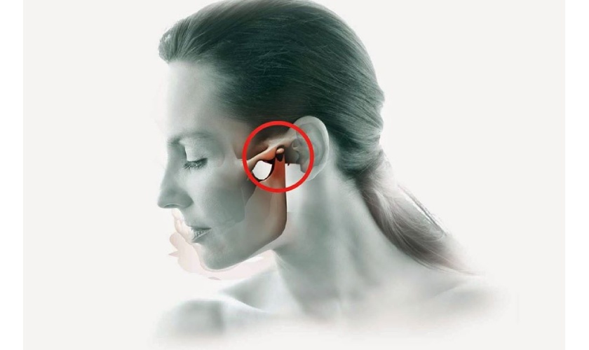 masticatory system
